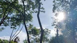 林间晴日风光
