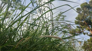 朦胧草丛户外风光
