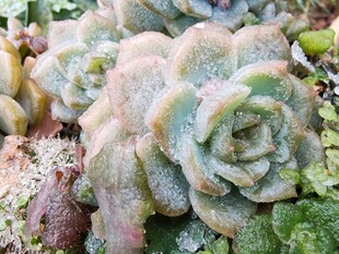 多肉植物