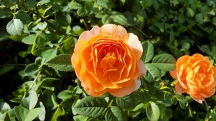 橙色月季花丛