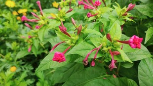 紫茉莉花枝清新