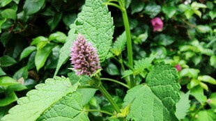 野生草本植物花穗