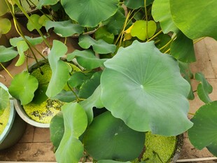 盆栽荷叶清新绿植