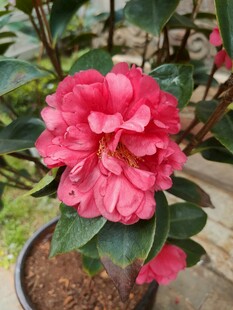 盛开的红色山茶花