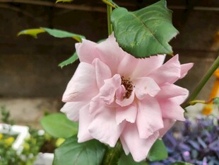 淡粉色花卉特写