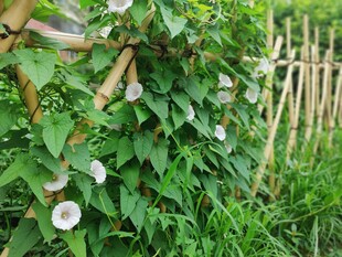 篱边野生牵牛花