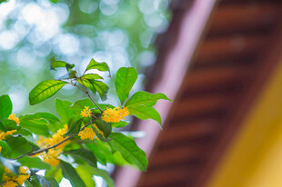 窗边朦胧桂花小景