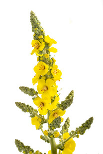 毛蕊花黄色花枝特写