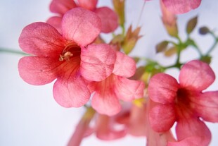 柔焦粉色小花