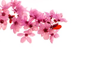 水彩粉色花簇