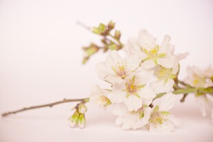 柔焦朦胧春日花枝