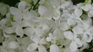 丁香花