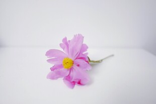 粉色单枝小花