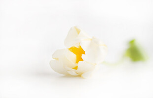 素雅小白花特写