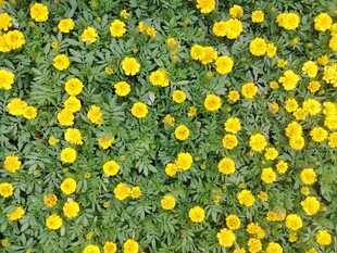 草丛中遍布黄色小花