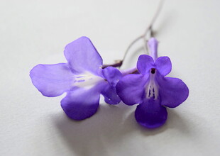 紫色花形