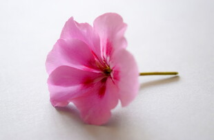 粉色小花清新特写