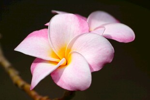 粉色鸡蛋花