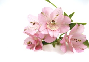 淡粉朦胧鲜花