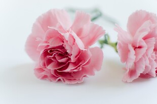 柔焦粉玫瑰花