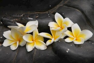鸡蛋花