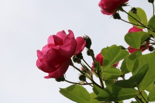 红色花卉