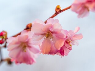 春日柔焦粉花
