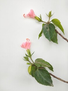 淡粉花枝