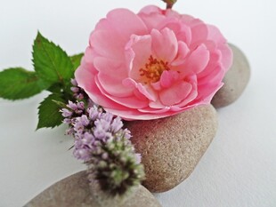 清新粉玫瑰花