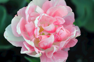 粉色重瓣鲜花