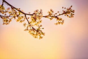 柔焦春日花枝景致