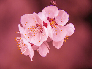 唯美春日粉花特写