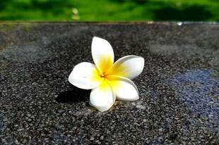 鸡蛋花