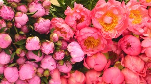 粉色花簇