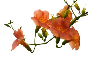 橙红花卉花枝