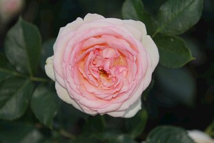 粉色月季花
