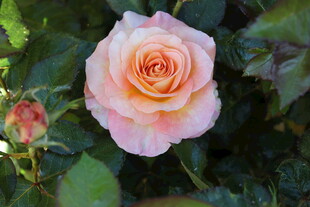 粉橙渐变月季花