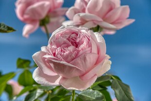 粉色玫瑰花