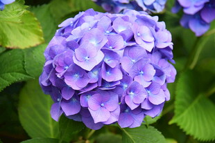 紫色绣球花