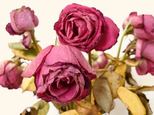 干玫瑰花
