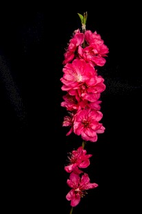 红花枝