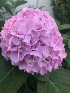 粉色绣球花特写