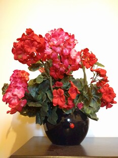 红花盆栽