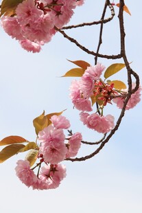 春日粉樱花枝仰拍