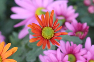 多彩小菊花卉特写