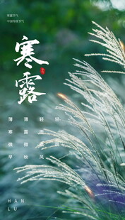 寒露节气芦苇意境海报