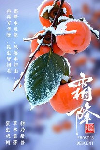 霜降红柿节气海报