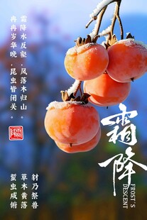 霜降柿子节气海报