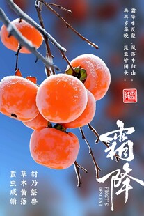 霜降柿子节气海报