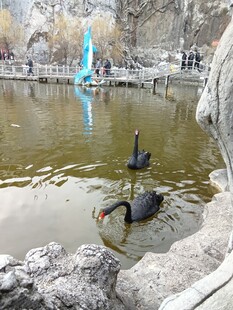 公园池塘里的黑天鹅